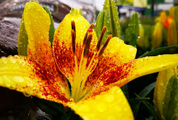 Lowe’s Garden Center