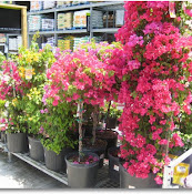 Garden Center at The Home Depot