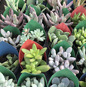 Garden Center at The Home Depot